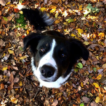 Schatzkiste, Cachu, Hund, KommRum Friedrichshain