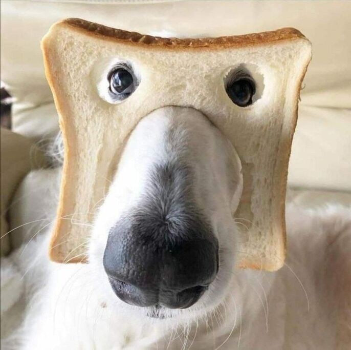 Hund mit Toast