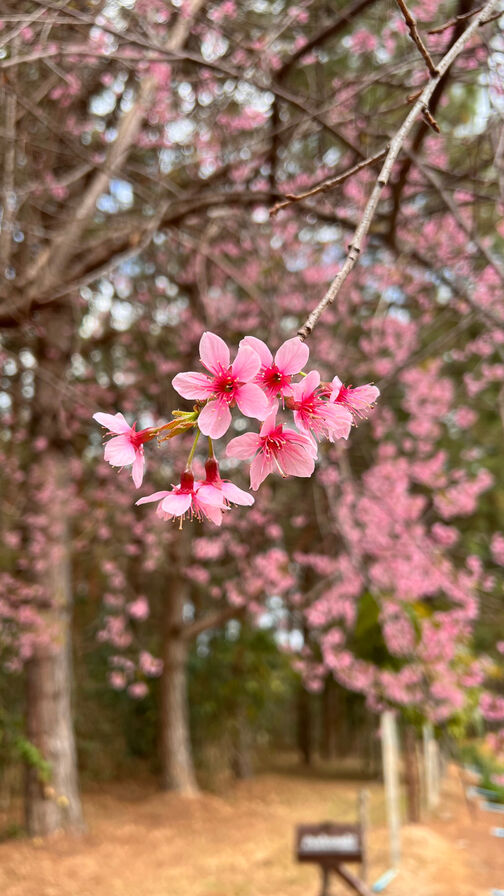 Ausflug zur Kirschblütenallee am Mauerweg